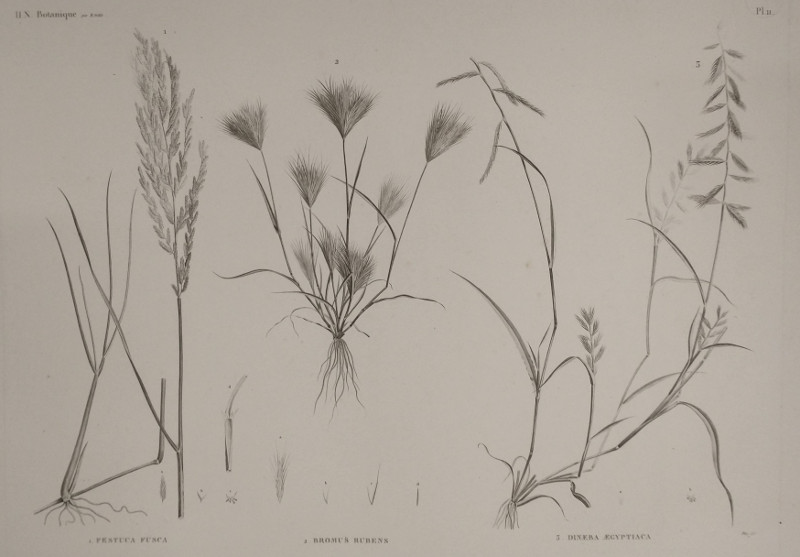 afbeelding van prent H.N. Botanique: P11: 1. Festuca Fusca, 2. Bromus Rubens, 3. Dineba Aegyptiaca. van Plee,  M. Delile ( )