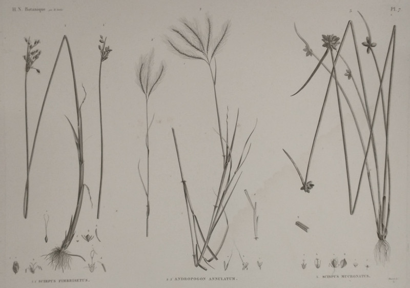 afbeelding van prent H.N. Botanique: 1.1 Scirpus Fimbrisetus, 2.2 Andropogon annulatum, 3 Scirpus Mucronatus van Plee,  M. Delile (, )