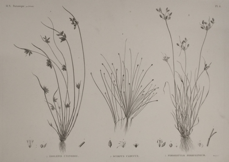 afbeelding van prent H.N. Botanique: 1. Isolepis Uninodis, 2. Scirpus Caducus, 3. Fimbristylis Ferrugineum van Plee,  M. Delile (, )