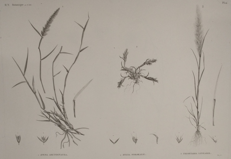 afbeelding van prent H.N. Botanique:12: 1. Avena Arundinacea, 2. Avena Forskalii, 3. Trisetaria Linearis van Plee,  M. Delile (, )