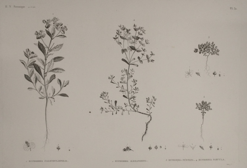 afbeelding van prent H.N. Botanique: P30: 1. Euphorbia Calendulaefolia, 2. Euphobia Alexandrina, 3. Euphorbia Punctata... van Goulet,  M. Delile ( )