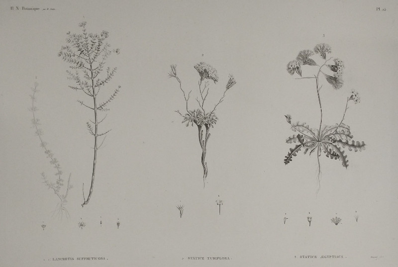 afbeelding van prent H.N. Botanique: P25: 1. Lancretia Suffruticosa, 2. Statice Tubiflora, 3. Statice Aegypriaca van Bouquel,  M. Delile ( )