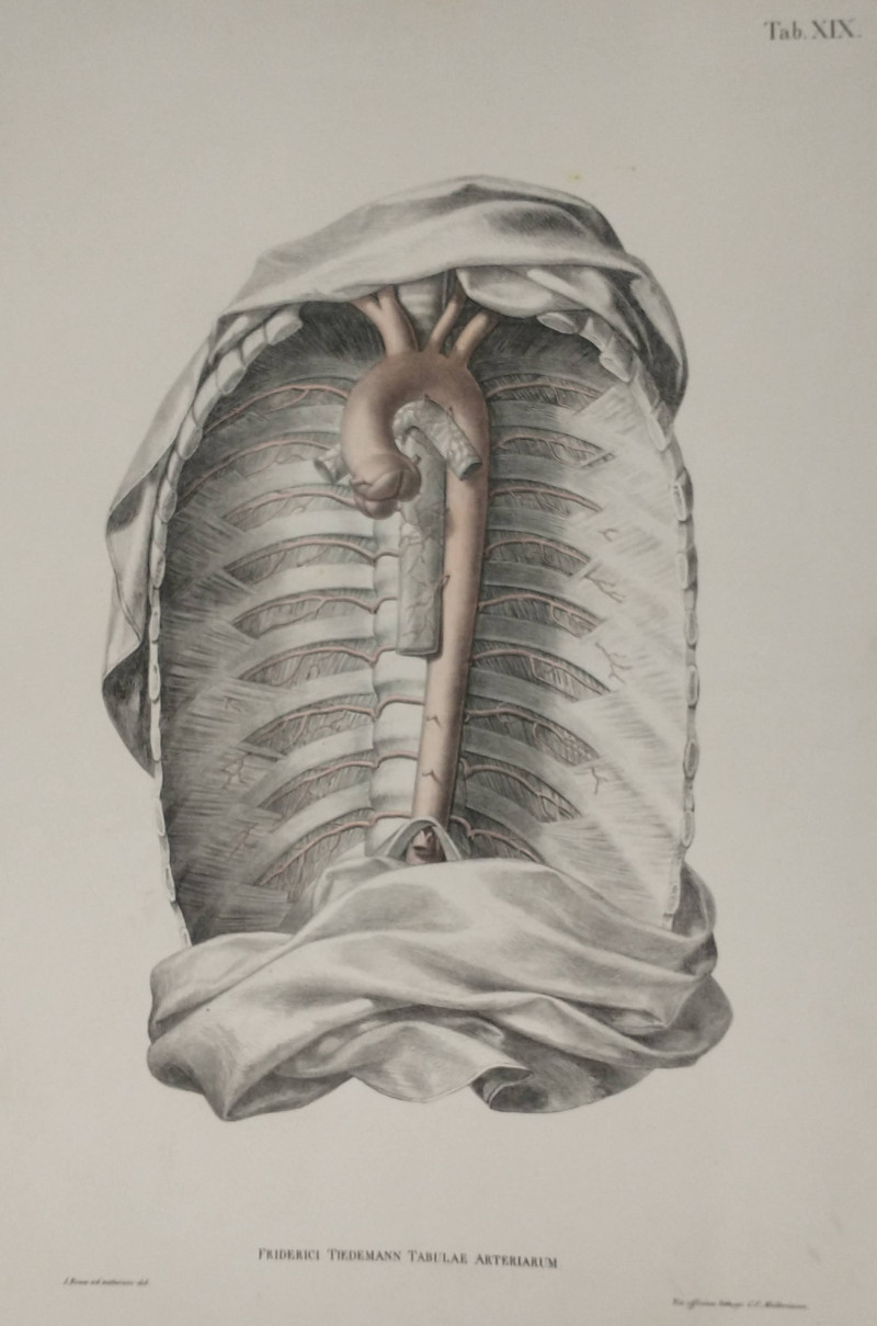 afbeelding van prent Tab. XIX Friedrich Tiedemann Tabulae arteriarum  van J. Roux, C.F. Mülleriana (Geneeskunde, )