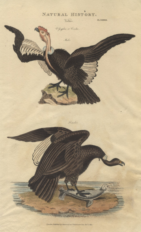 afbeelding van prent Vultur; V. Gryphus or condor, male, female. van nn (Vogel, )