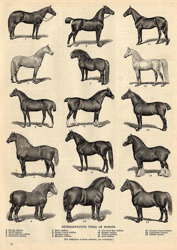 afbeelding van prent Representative Types of Horses van Funk&Wagnalls Company (Paard)
