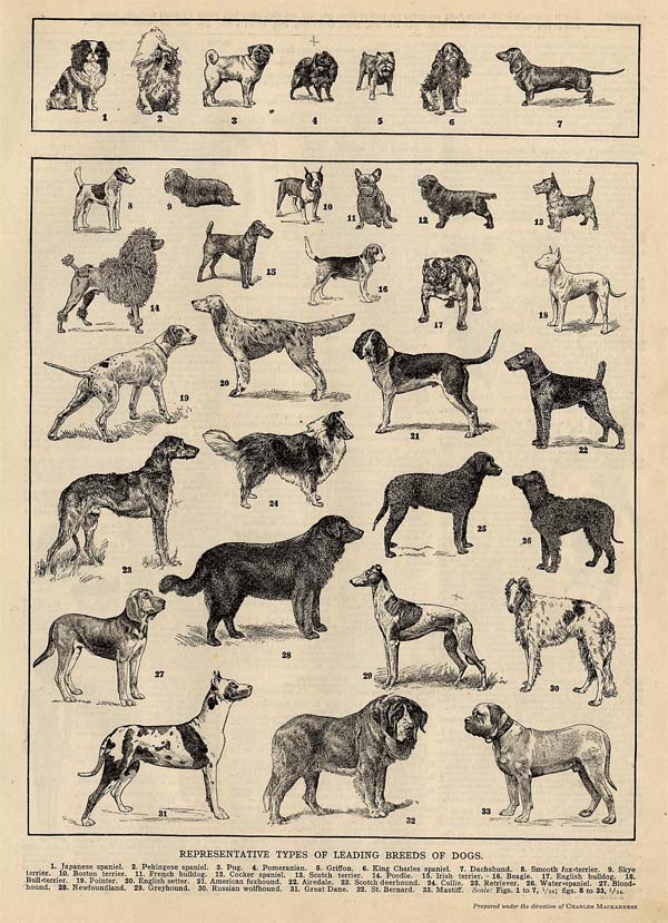 afbeelding van prent Representative Types of Leading Breeds of Dogs van Funk&Wagnalls Company (Hond)