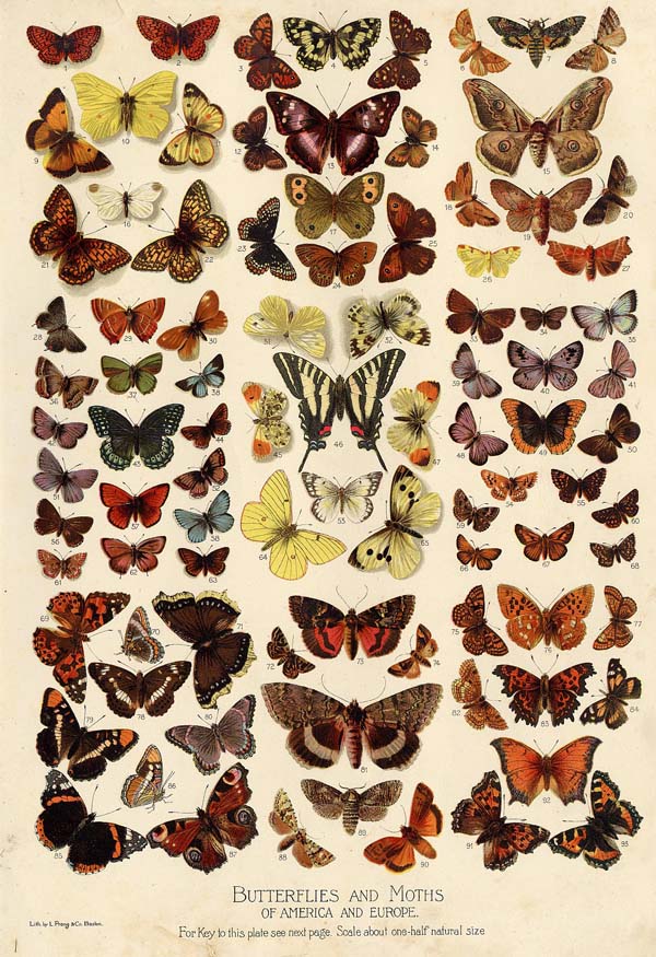afbeelding van prent Butterflies and Moths of America and Europe van Funk&Wagnalls Company (Insect)