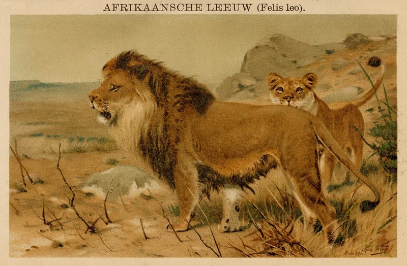 afbeelding van prent Afrikaansche Leeuw (Felis leo) van Richard Friels, Winkler Prins