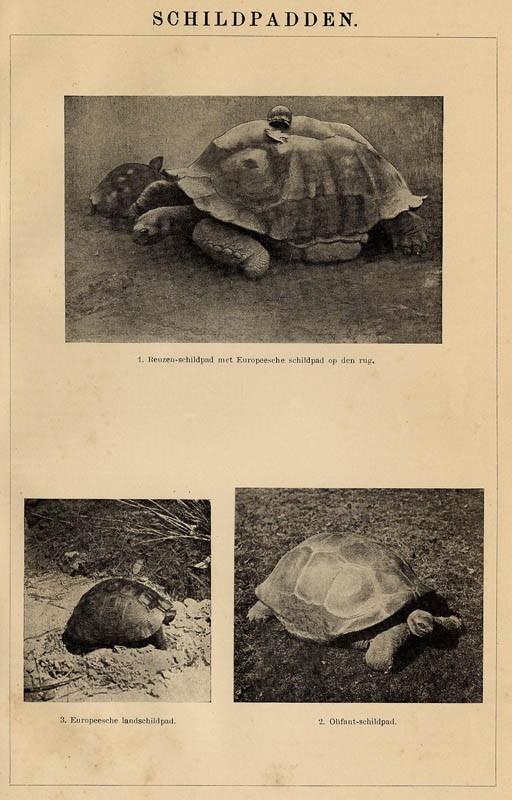 afbeelding van prent Schildpadden van Winkler Prins
