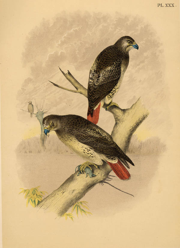 afbeelding van prent The Red Tailed Hawk, pl. XXX van Theodore Jasper (Vogel)