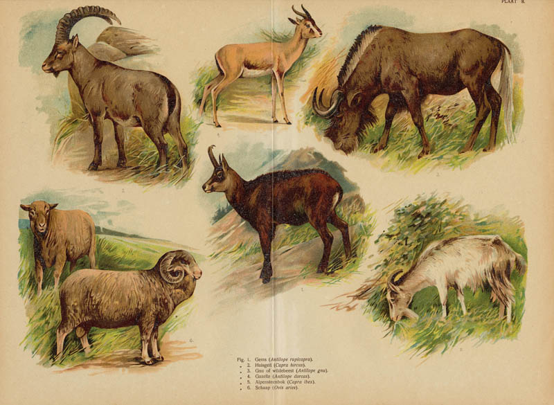 afbeelding van prent Gems, huisgeit, gnoe, gazelle, alpensteenbok, schaap van nn (Schaap)