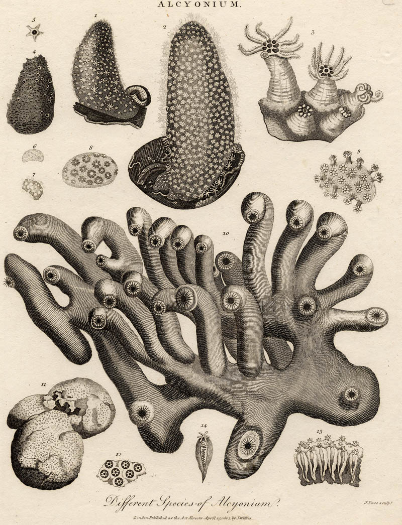 afbeelding van prent Different species of Alcyonium van J. Pass