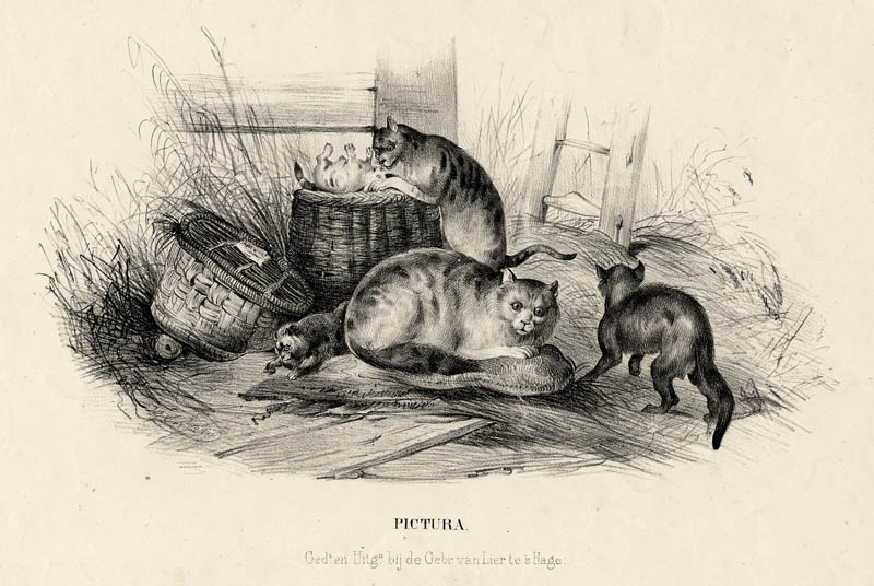 afbeelding van prent Katten op een boerenerf van nn (Kat en katachtige)