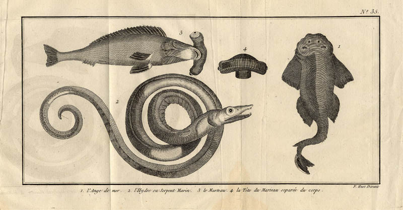 afbeelding van prent l´Ange de mer, l´Hydre ou serpent marin, le marteau, la tte du marteau separée d van F. Huot (Vis)