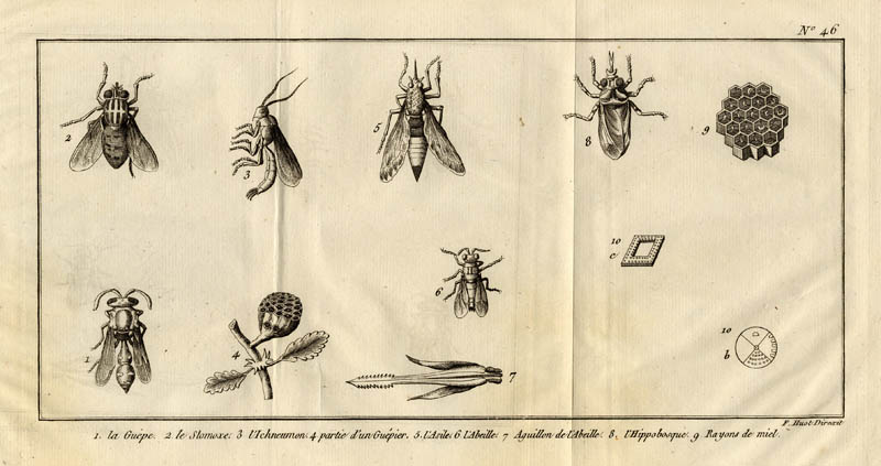 afbeelding van prent La Guépe, le stomoxe, l´ichneumon etc.  van F. Huot (Insect)