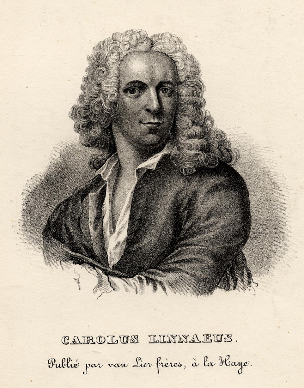 afbeelding van prent Carolus Linnaeus van nn (wetenschappers, )