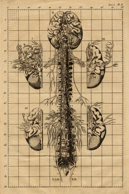 afbeelding van prent Anatomische prent van hersenen en ruggegraat van nn (Geneeskunde, )