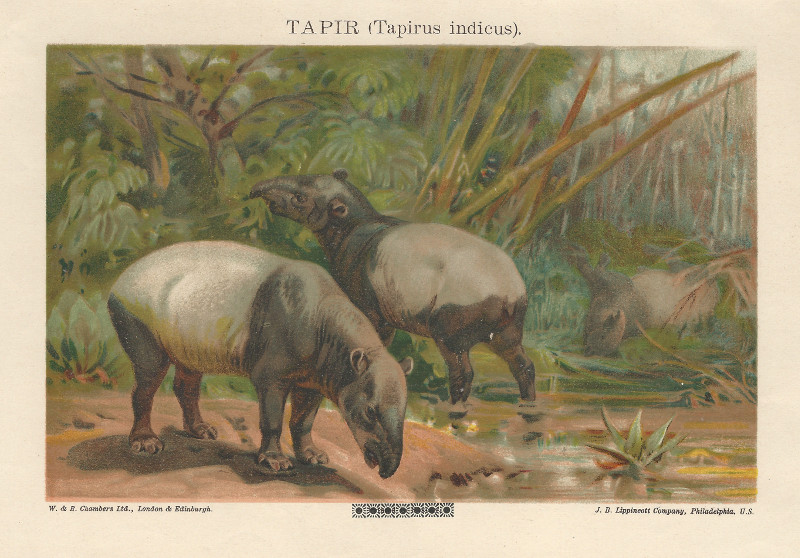 afbeelding van prent Tapir (Tapirus indicus) van nn