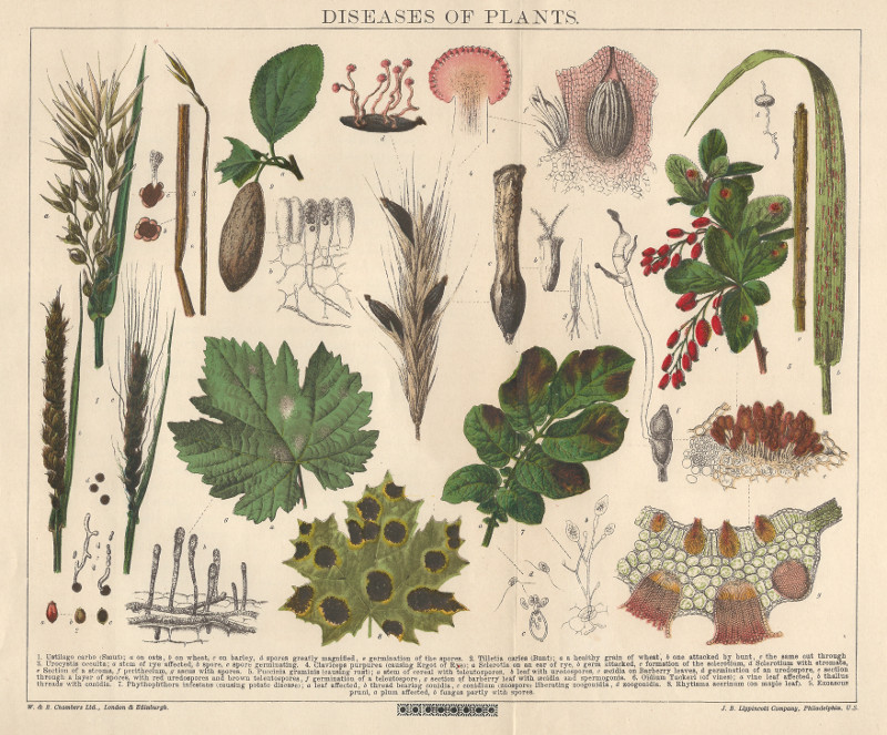 afbeelding van prent Diseases of Plants van nn