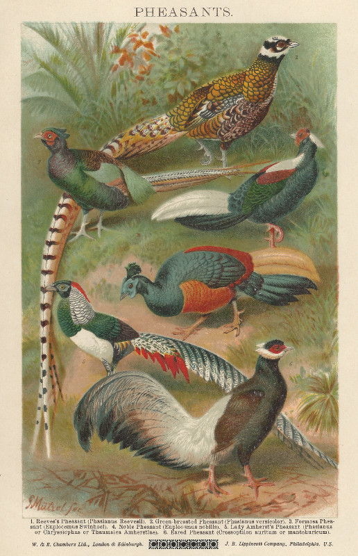 afbeelding van prent Pheasants van G. Mutzel (Vogel, )