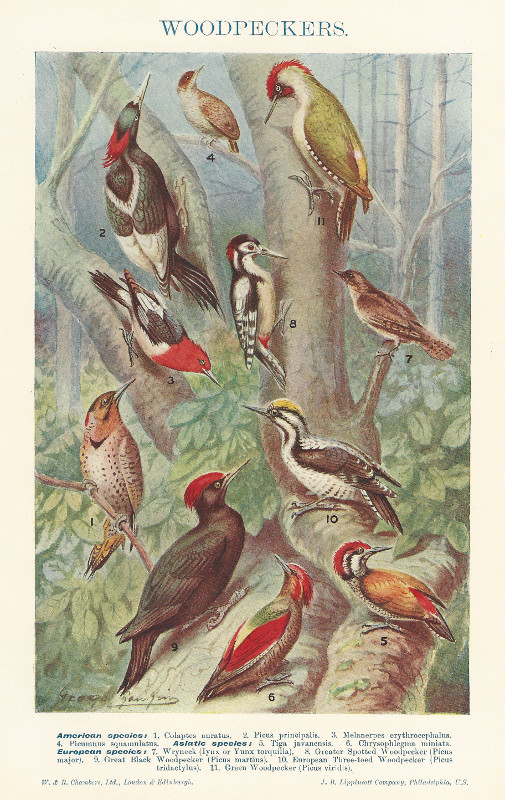 afbeelding van prent Woodpeckers van George Rankin (Vogel, )