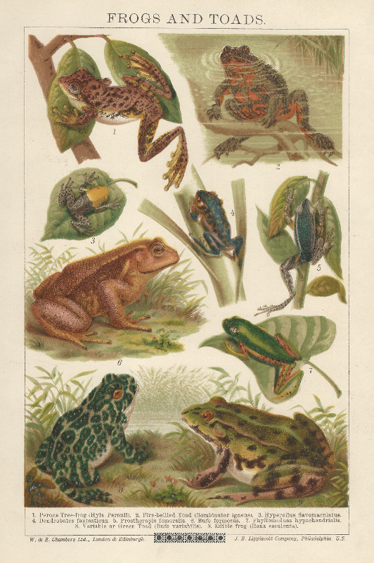 afbeelding van prent Frogs and Toads van nn
