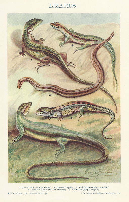 afbeelding van prent Lizards van George Rankin