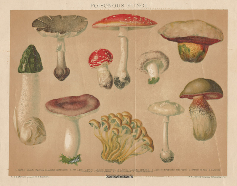 afbeelding van prent Poisonous fungi van nn