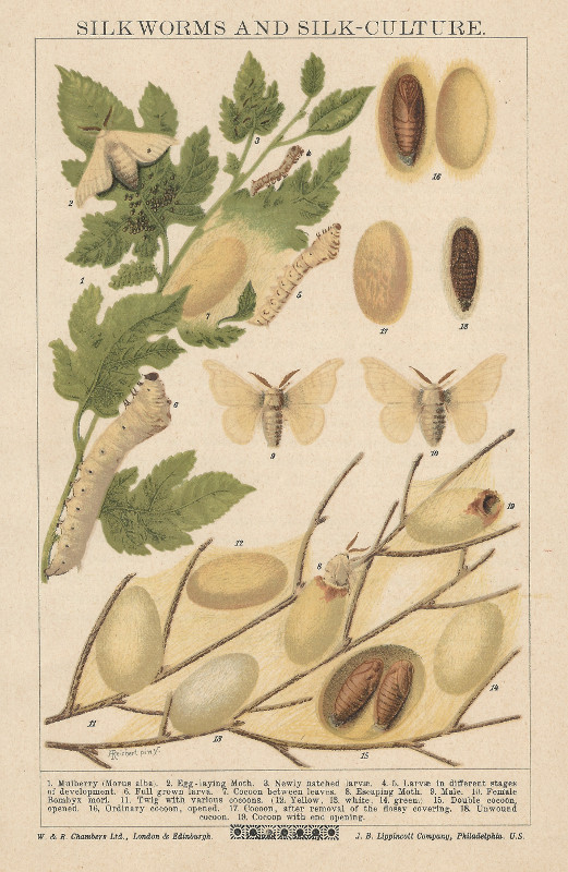 afbeelding van prent Silkworms and silk-culture van Alexander Reichert (Insect, )
