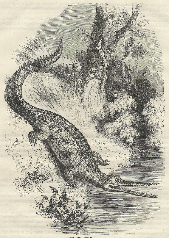 afbeelding van prent The crocodile van nn (Krokodil, )