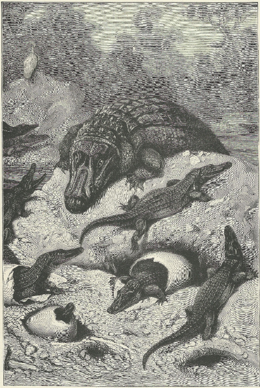 afbeelding van prent A brood of alligators hatching van A. Specht (Krokodil, )
