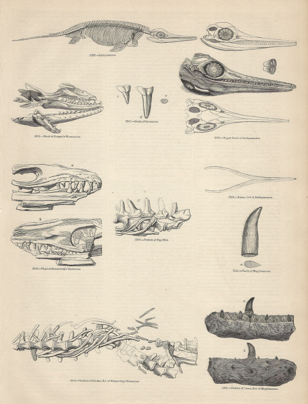 afbeelding van prent Skeletten en schedels van ichthyosauriers van nn (Krokodil, )
