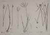 Prent H.N. Botanique: 1.1 Scirpus Fimbrisetus, 2.2 Andropogon annulatum, 3 Scirpus Mucronatus