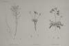 Prent H.N. Botanique: P25: 1. Lancretia Suffruticosa, 2. Statice Tubiflora, 3. Statice Aegypriaca