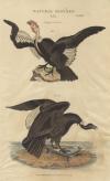 Prent Vultur; V. Gryphus or condor, male, female.