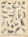 Prent Types of Game, Marine, And Fresh-water Birds