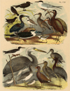 Prent Diverse vogelsoorten