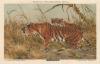 Prent Royal Tiger (Felis Tigris)