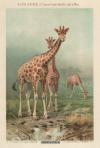 Prent Giraffe (Camelopardalis giraffa)