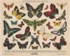 Prent Butterflies and moths